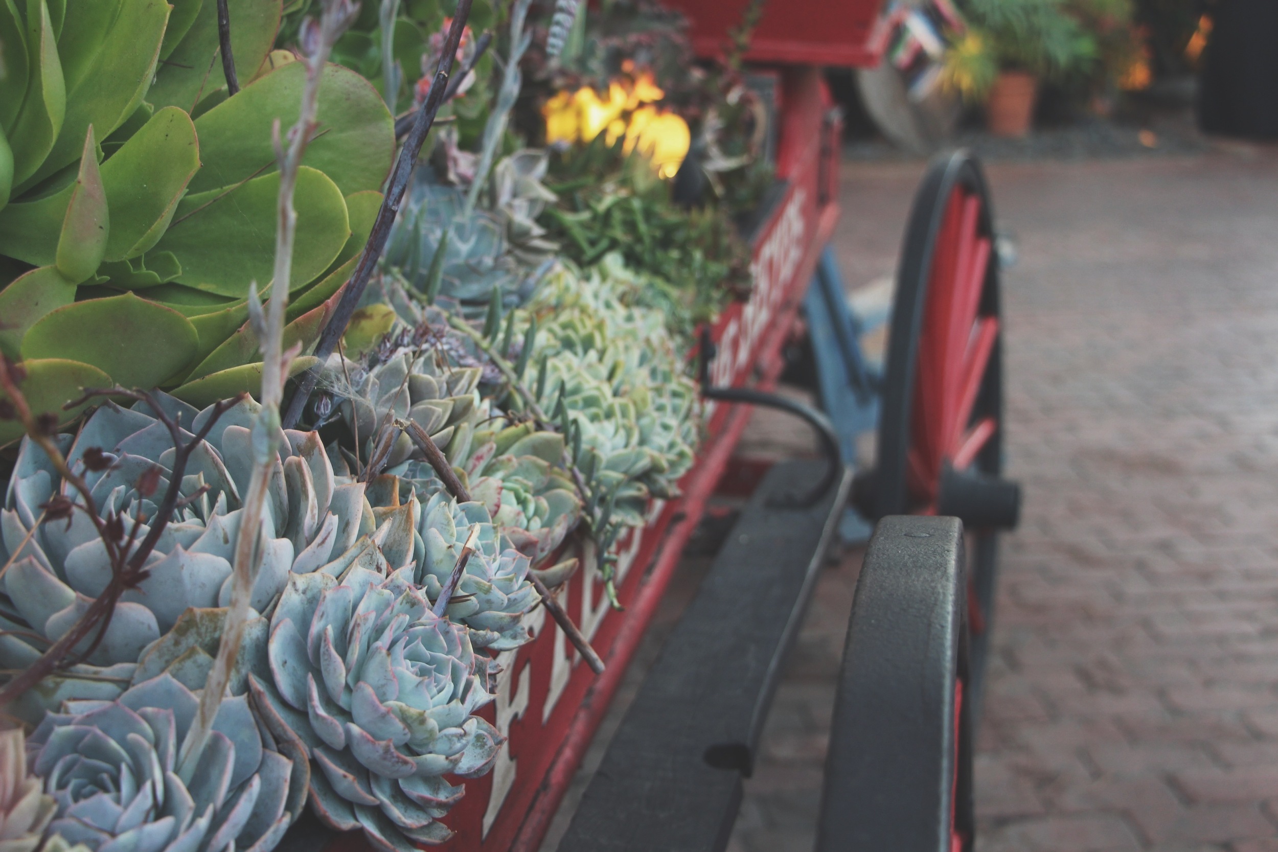 Cacti and Succulents in Old Town, CA via Needles + Leaves